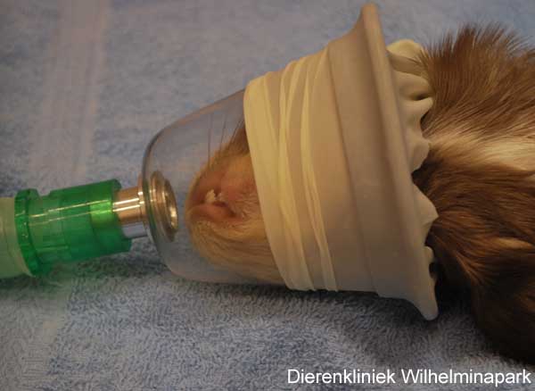 De gasanesthesie wordt met een speciaal masker toegediend
